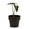 Bendo 'POT' Mini Indoor Plant Pot Pots & Hanging Baskets