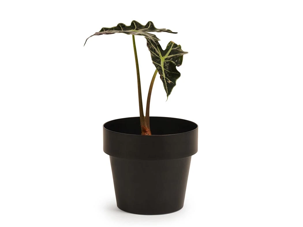 Bendo 'POT' Mini Indoor Plant Pot Pots & Hanging Baskets 3 Bendo 'POT' Mini Indoor Plant Pot Pots & Hanging Baskets