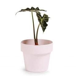 Bendo 'POT' Mini Indoor Plant Pot Pots & Hanging Baskets