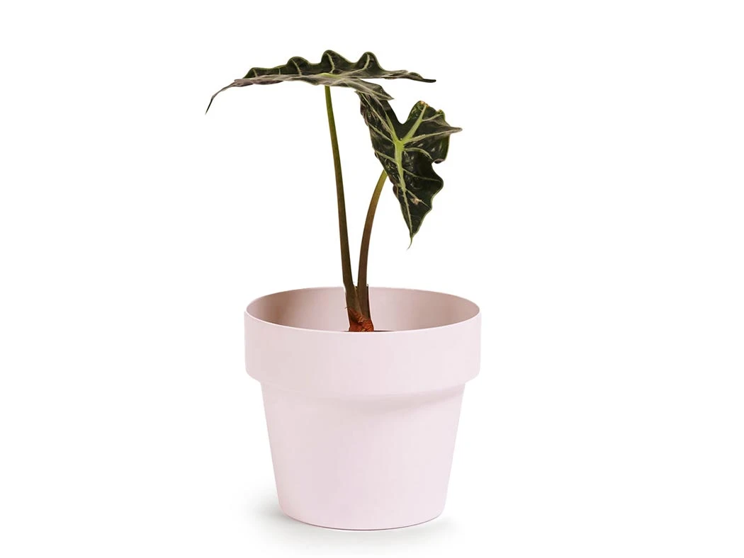 Bendo 'POT' Mini Indoor Plant Pot Pots & Hanging Baskets 4 Bendo 'POT' Mini Indoor Plant Pot Pots & Hanging Baskets