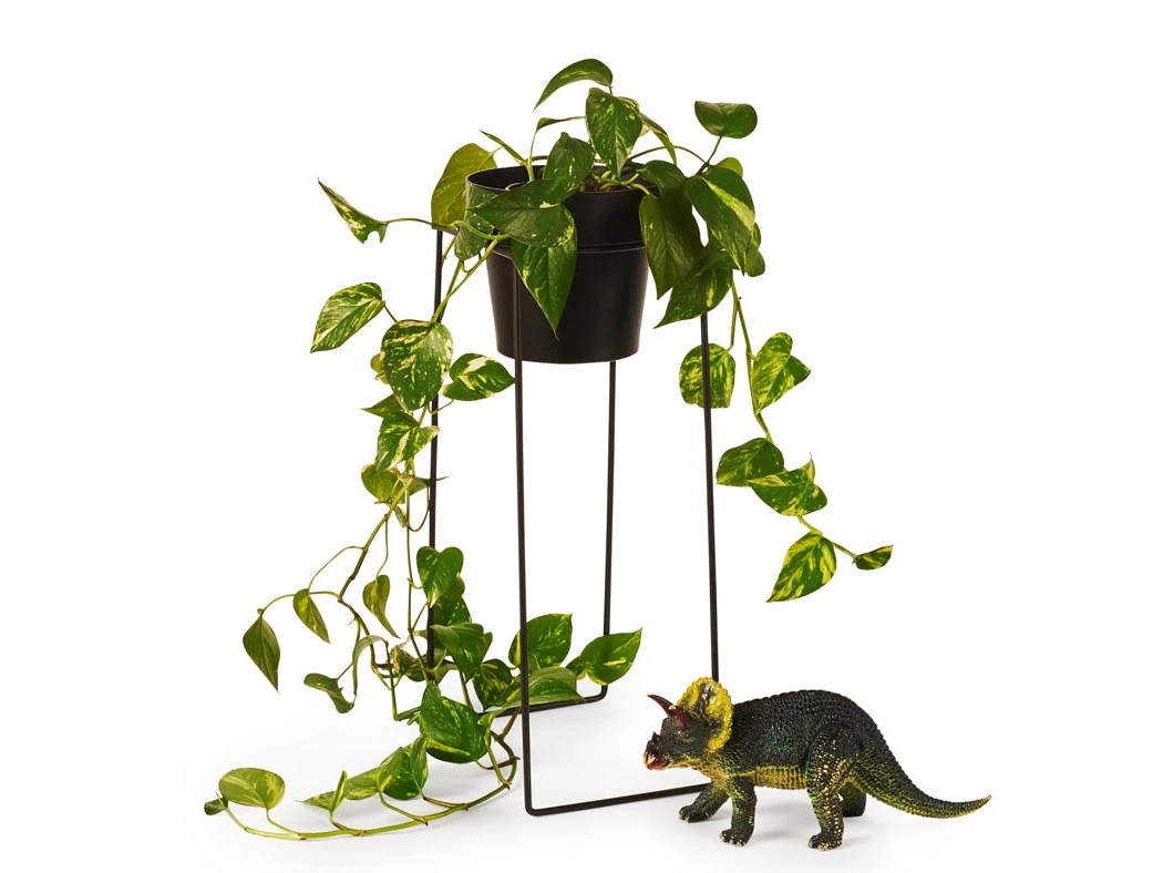 Bendo Plant Stakes & Stands 'TALL' Indoor Plant Stand & Medium Pot Bundle 7 Bendo Plant Stakes & Stands 'TALL' Indoor Plant Stand & Medium Pot Bundle