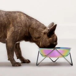 Outlet Plants in a box Store 15 Bendo Best Selling Gifts The WOOF Dog Bowl - MIX 'N MATCH