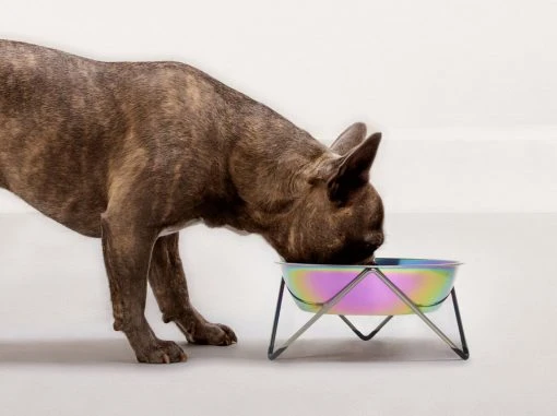 Bendo Best Selling Gifts The WOOF Dog Bowl - MIX 'N MATCH 1 Bendo Best Selling Gifts The WOOF Dog Bowl - MIX 'N MATCH