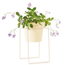 Bendo 'SHRUB' Plant Stand Mini & Small Pot Bundle Pots & Hanging Baskets