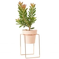 Bendo 'SHRUB' Plant Stand Mini & Small Pot Bundle Pots & Hanging Baskets