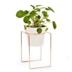 Bendo 'SHRUB' Plant Stand Mini & Small Pot Bundle Pots & Hanging Baskets