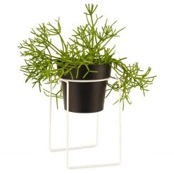Bendo 'SHRUB' Plant Stand Mini & Small Pot Bundle Pots & Hanging Baskets