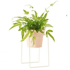 Bendo 'SHRUB' Plant Stand Mini & Small Pot Bundle Pots & Hanging Baskets