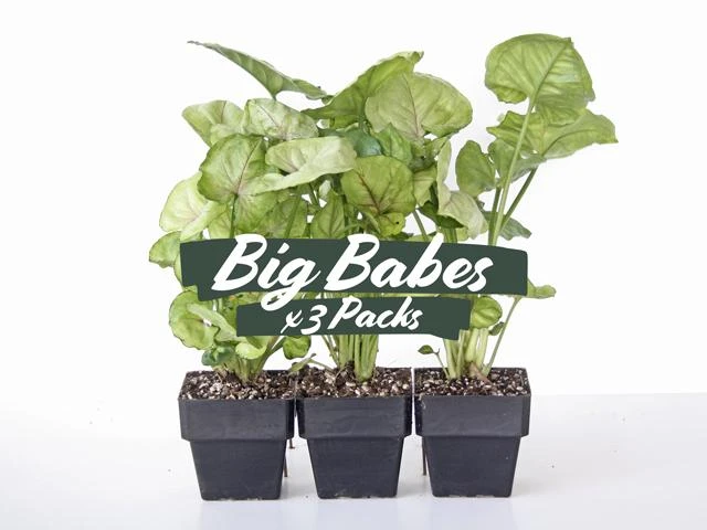 Indoor Garden Syngoniums Syngonium Podophyllum Roxana - 85mm 3 Indoor Garden Syngoniums Syngonium Podophyllum Roxana - 85mm