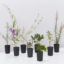 Shrubs Birds And Bees ???? Australian Native Plant Pack