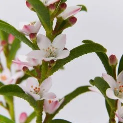 Shrubs Philotheca Myoporoides Winter Rouge 12 Shrubs Philotheca Myoporoides Winter Rouge