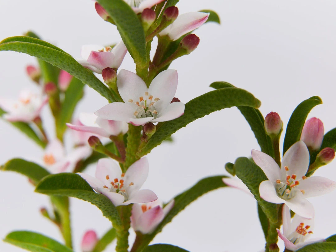 Shrubs Philotheca Myoporoides Winter Rouge 6 Shrubs Philotheca Myoporoides Winter Rouge