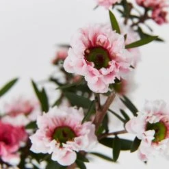 Shrubs Leptospermum Scoparium Ballerina Hedging Plants