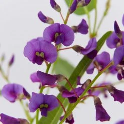 Ozbreed Meema™ Hardenbergia Violacea 'HB1' PBR Border Plants 12 Ozbreed Meema™ Hardenbergia Violacea 'HB1' PBR Border Plants