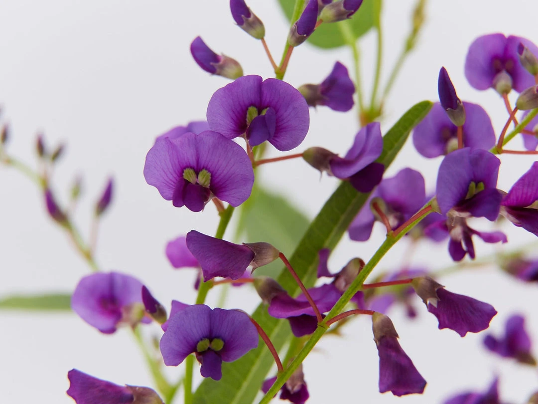 Ozbreed Meema™ Hardenbergia Violacea 'HB1' PBR Border Plants 6 Ozbreed Meema™ Hardenbergia Violacea 'HB1' PBR Border Plants