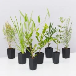 Shrubs Birds And Bees ๐ Australian Native Plant Pack 31 Shrubs Birds And Bees ???? Australian Native Plant Pack