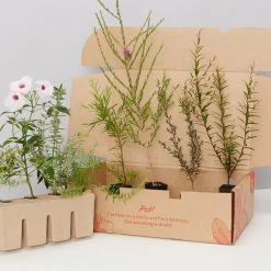 Shrubs A Mixed Box Full Of Outdoor Plants Plant Packs