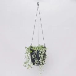 Gifts Pots & Hanging Baskets Eco-Friendly Self-Watering Hanging Basket