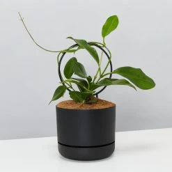 Pot + Plant Gift Box Hoya Gift Box - Includes Pot + Plant Stake + Soil Pet-friendly Indoor Plants