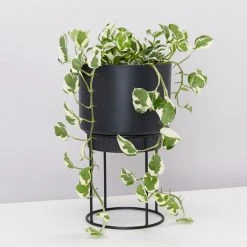 Elho Plant Stakes & Stands Eco Friendly ♻️ - Pot & Stand