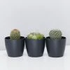 Elho Plant + Pot Multi Packs Mini Eco Gifting Pots With Cacti