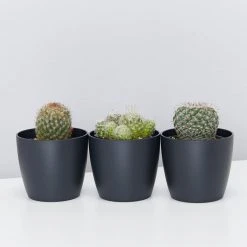Outlet Plants in a box Store 23 Elho Plant + Pot Multi Packs Mini Eco Gifting Pots With Cacti