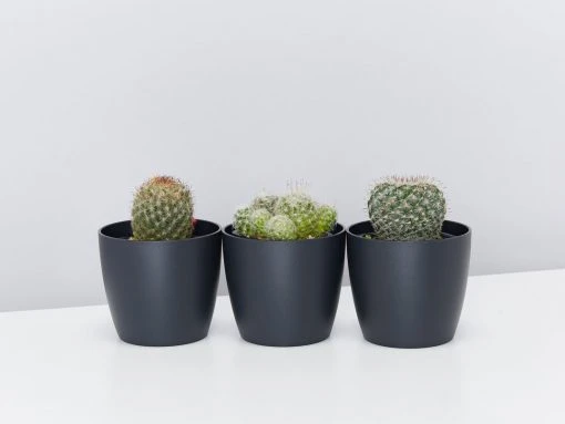 Elho Plant + Pot Multi Packs Mini Eco Gifting Pots With Cacti 5 Elho Plant + Pot Multi Packs Mini Eco Gifting Pots With Cacti