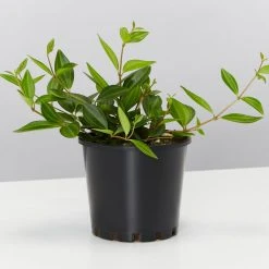 Pot + Plant Gift Box Peperomia Puteolata Diamond - Pot + Plant + Soil