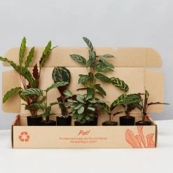 Indoor Garden Calathea And Ctenanthe Houseplant Pack