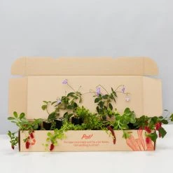 Shrubs Outdoor Assorted Hanging Plants Plant Packs