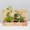 Indoor Garden Pothos Mixed Houseplant Pack 85mm Plant Packs