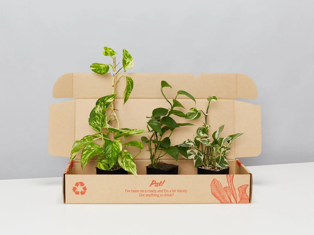 Indoor Garden Pothos Mixed Houseplant Pack 85mm Plant Packs 3 Indoor Garden Pothos Mixed Houseplant Pack 85mm Plant Packs