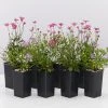 Shrubs Brachyscome Assorted Flower ???? Pack