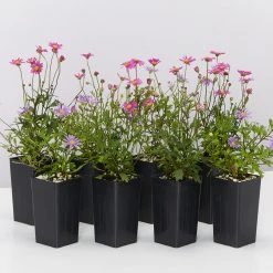 Shrubs Brachyscome Assorted Flower ???? Pack