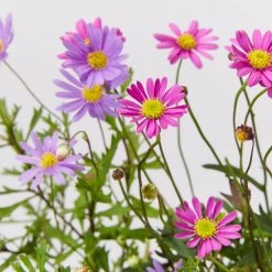 Shrubs Brachyscome Assorted Flower ???? Pack