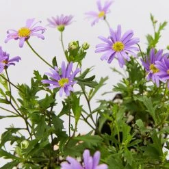 Shrubs Ground Covers Brachyscome Angustifolia Brasco Violet