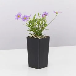 Shrubs Ground Covers Brachyscome Angustifolia Brasco Violet