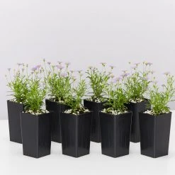 Shrubs Brachyscome Mauve Delight Ground Covers