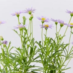 Shrubs Brachyscome Mauve Delight Ground Covers