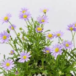 Shrubs Brachyscome Mauve Delight Ground Covers