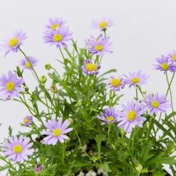 Shrubs Native Mixed Pack