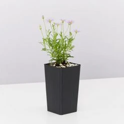 Shrubs Brachyscome Mauve Delight Ground Covers