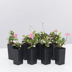 Shrubs Ground Covers Brachyscome Multifida Fresco Candy