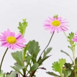 Shrubs Ground Covers Brachyscome Multifida Fresco Candy