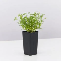 Shrubs Border Plants Brachyscome Multifida Pacific Sky