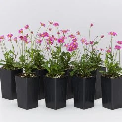 Shrubs Brachyscome Multifida Radiant Magenta Ground Covers