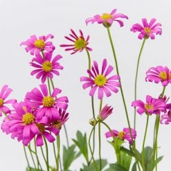 Shrubs Brachyscome Multifida Radiant Magenta Ground Covers