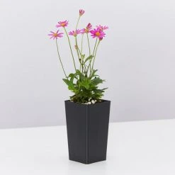 Shrubs Brachyscome Multifida Radiant Magenta Ground Covers