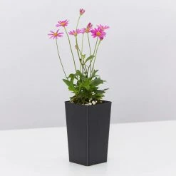 Shrubs Birds And Bees ๐ Australian Native Plant Pack 23 Shrubs Birds And Bees ???? Australian Native Plant Pack