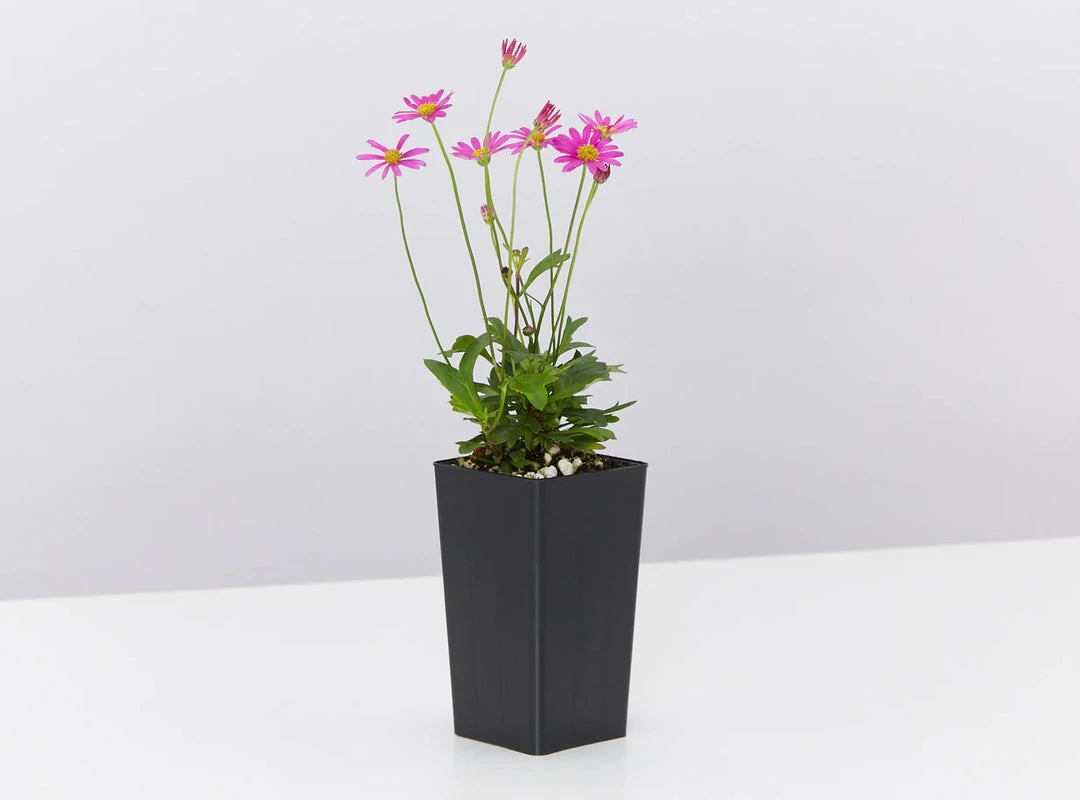 Shrubs Birds And Bees ๐ Australian Native Plant Pack 9 Shrubs Birds And Bees ???? Australian Native Plant Pack